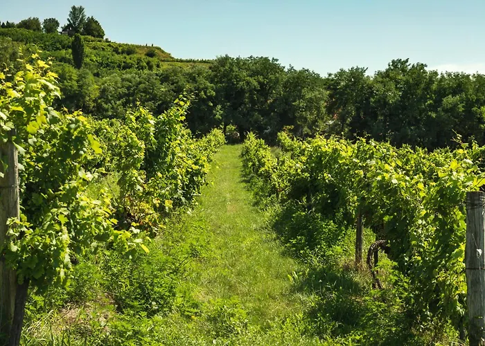 In - Balaton 54472